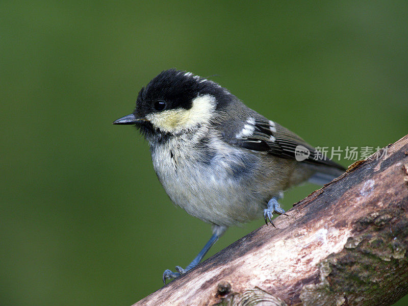 幼煤山雀(Parus ater)